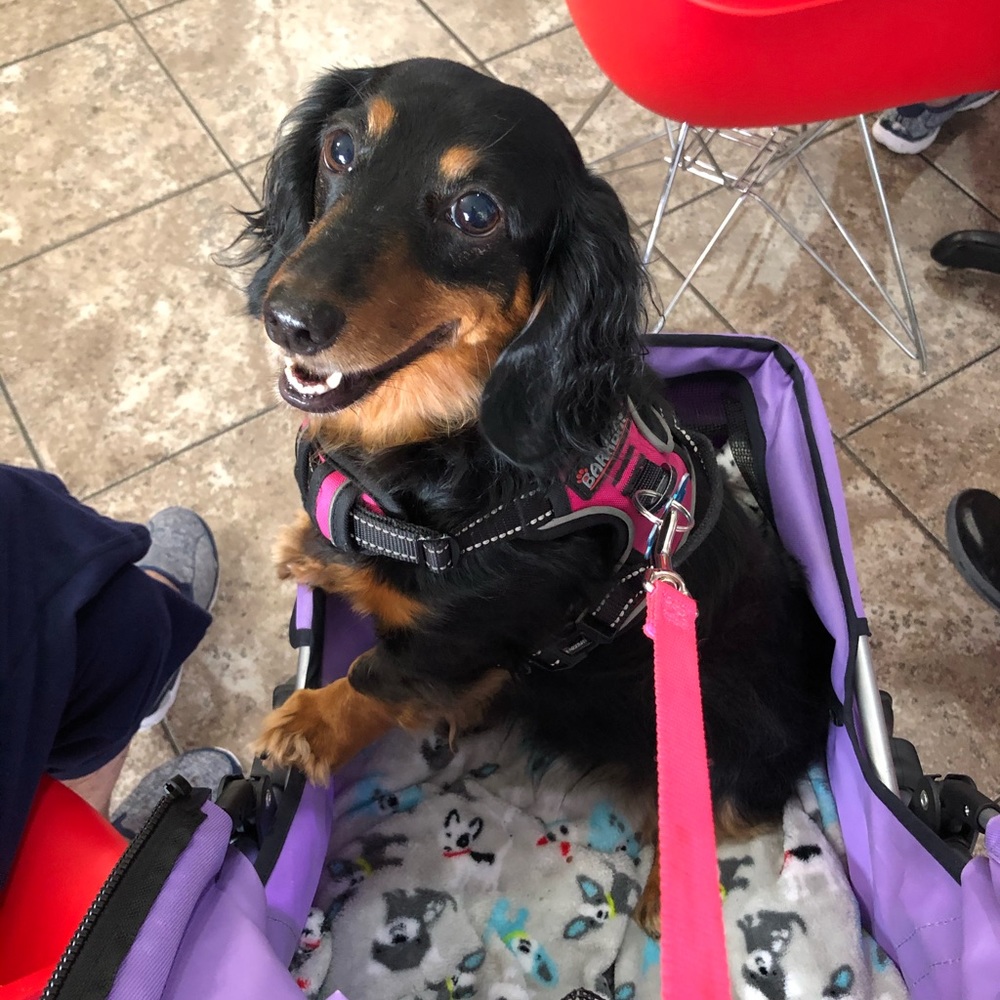 Meet your Posher, Barb